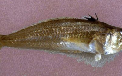 The perils of our lovely coastline – Weever Fish stings!